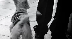 Hogyan lehet meghatározni a farok farka hangulatát